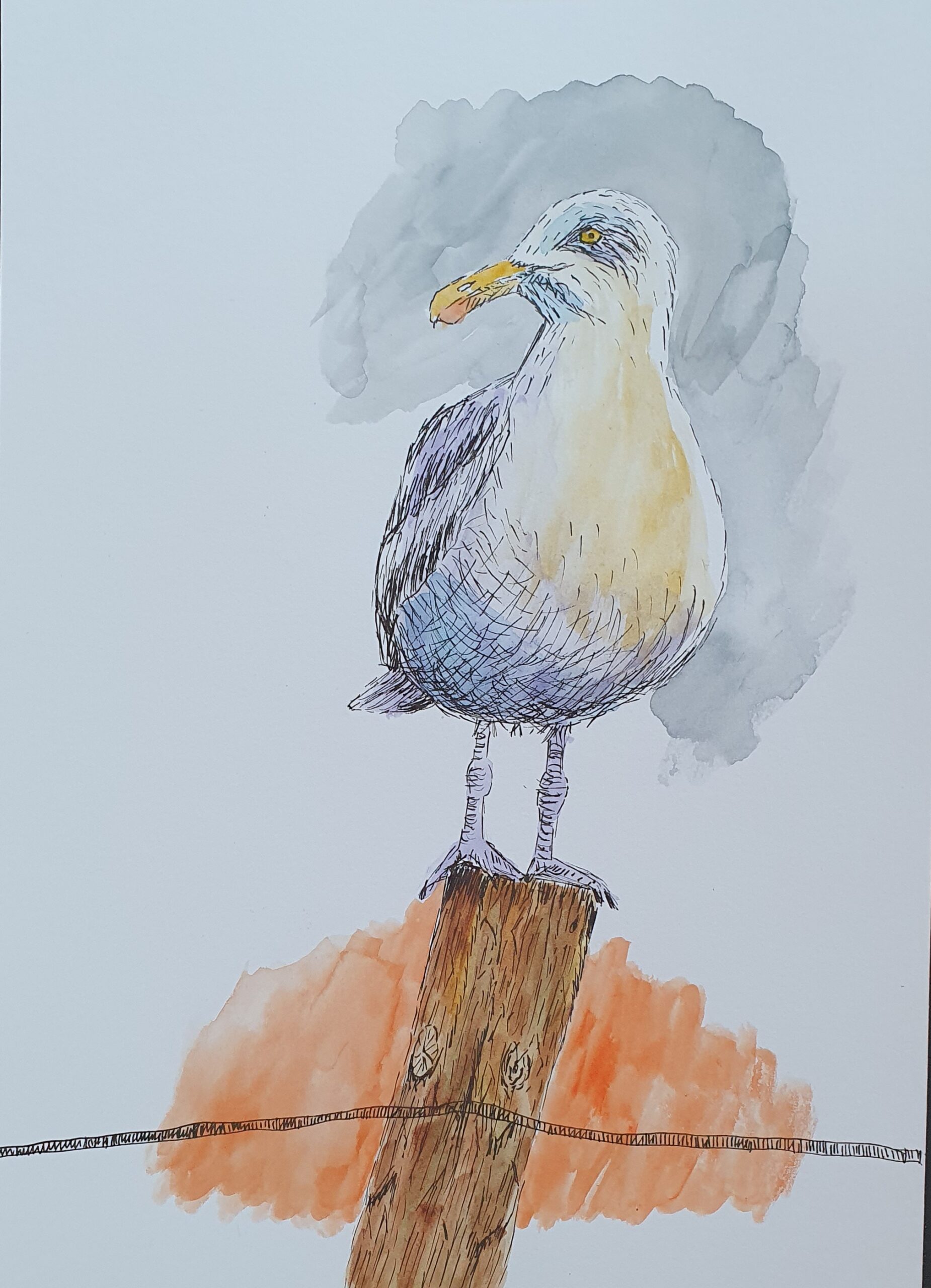 Galeb